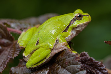 European tree frog sitting on a red hazelnut bush