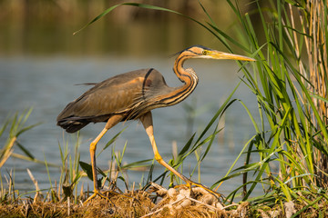 Purple heron (Ardea purpurea) in natural habitat. 