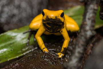 Golden poison frog on a log