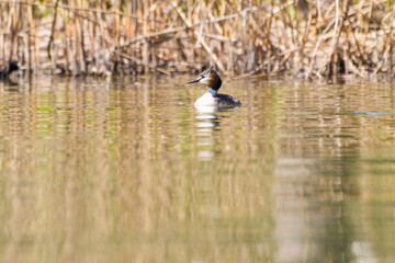 Great crested grebe on a lake in the Bavarian Alps