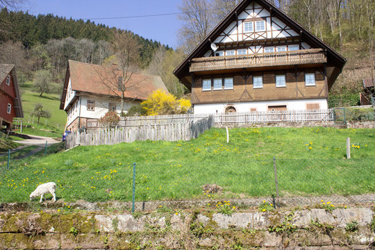 House of Gegenbach and a Little Sheep