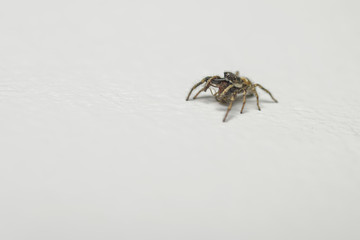 Striped jumping spider hunting fruit flies on a wall