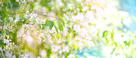 spring landscape with blossoming wild cherry tree. spring season. beautiful white bird cherry...
