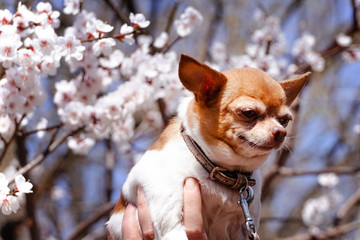 Chihuahua surrounded by blooming sakura. Adorable small dog on flower background