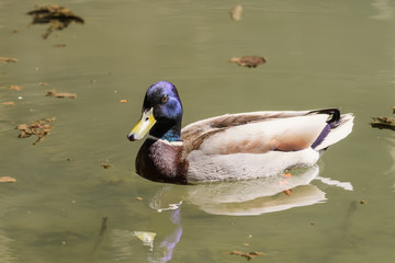 Male mallard duck on a lake