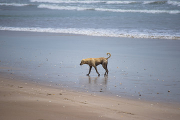 Alone dog on beach summer season nature outdoors sea view