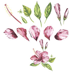Watercolor isolated illustration of a pink hibiscus, tropical flower composition on a white background.