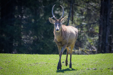 Red deer stag coming out of a forest