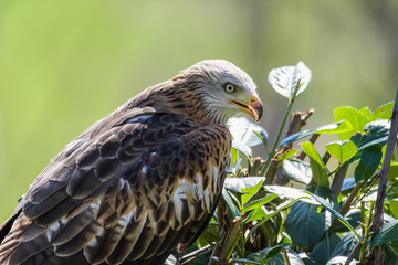 Closeup of a red kite perching in a bush