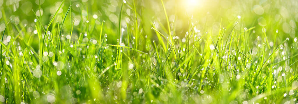 Abstract green grass nature landscape in summer sun with bokeh. Juicy green grass on meadow with drops dew in morning light in outdoors close up. Beautiful artistic image of purity freshness nature