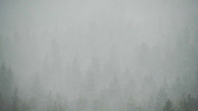 Snow faling above the pine wintry forest. Cloudy weather, misty woods view. Epic winter landscape, misty atmosphere.   