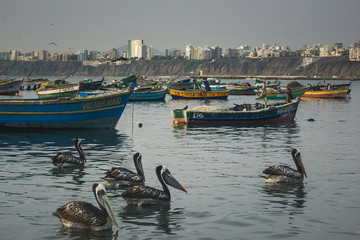 Obraz premium pelican