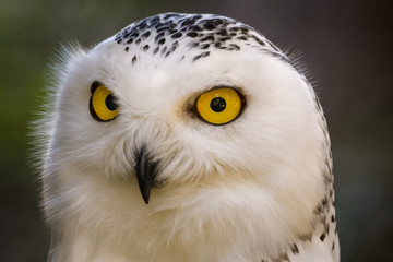 Closeup portrait of a snowy owl