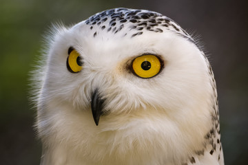 Closeup portrait of a snowy owl