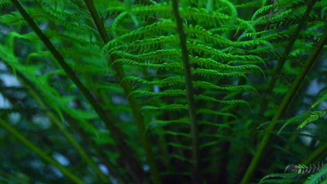 ARBORESCENT FERN,  El Capricho, villa designed by Antoni Gaud&iacute; and built in 1883-1885, Comillas, Cantabrian Sea, Cantabria, Spain, Europe