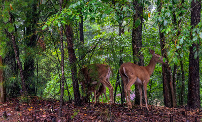 Fototapeta na wymiar deer in the forest with fawns