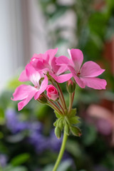 Geranium beautiful home room flower, bloomed pink Bud
