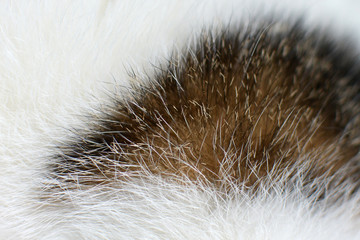 Close up of white cat fur with dark tabby spot