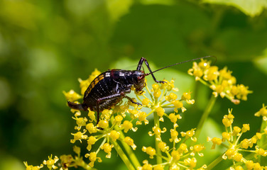 The grasshopper (Poecilimon paros) sitting on a plant close-up