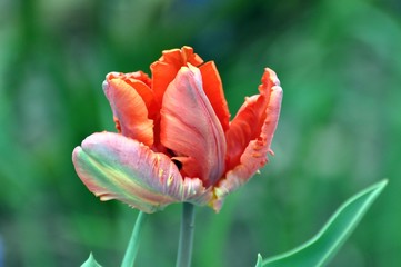 Obraz premium Tulpen