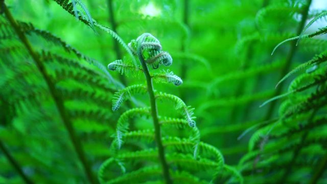 ARBORESCENT FERN,  El Capricho, villa designed by Antoni Gaud&iacute; and built in 1883-1885, Comillas, Cantabrian Sea, Cantabria, Spain, Europe