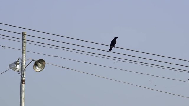 Black crow siting on electricity line wire before flying away in Myanmar