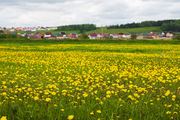 Field of yellow flowers