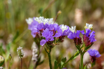Fototapeta premium Plant (Limonium sinuatum) grows close-up