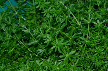  Densely growing bedstrap tenacious.