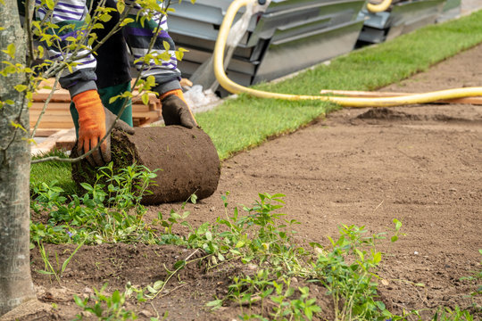 rolled turf is laid on a company site