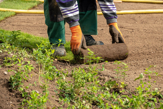 rolled turf is laid on a company site