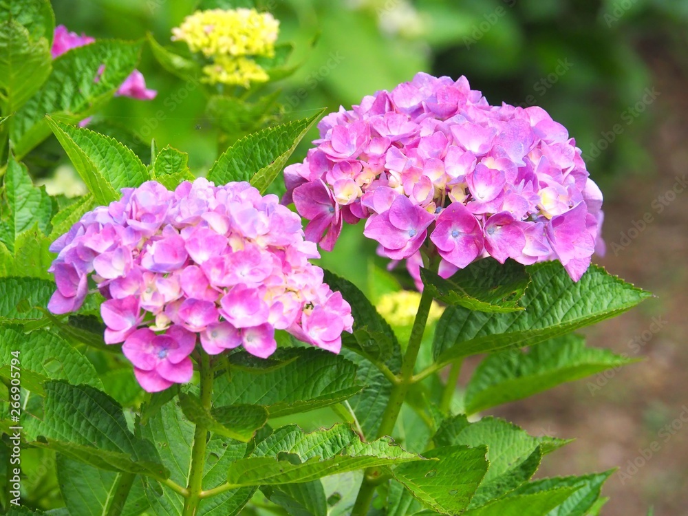 Wall mural Mophead Hydrangeas