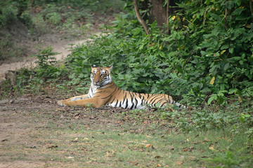 Corbett tiger reserve forest