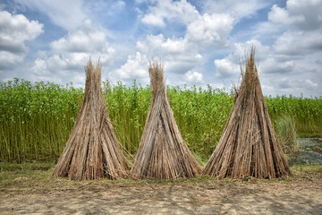 Cultivation of jute in West Bengal, India. Jute is a sustainable natural fiber that is widely used...