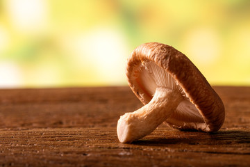 Shitake Mushroom on Wood Background