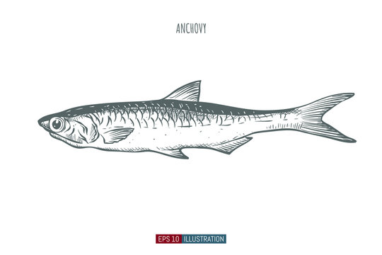 Hand drawn anchovy fish isolated. Engraved style vector illustration. Template for your design works.