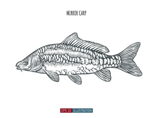 Hand drawn mirror carp fish isolated. Engraved style vector illustration. Template for your design works.