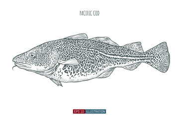 Hand drawn pacific cod fish isolated. Engraved style vector illustration. Template for your design works.