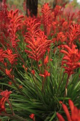 Naklejka na ściany i meble The flowers of a red Kangaroo Paw plant from Western Australia. Botanical name Anigozanthos manglesii