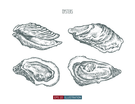 Hand drawn oysters isolated. Engraved style vector illustration. Template for your design works.