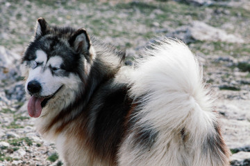 Malamute dog with eyes closed. Portrait of a dog Malamute.