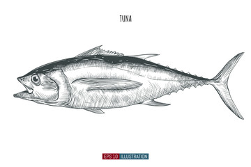 Hand drawn tuna fish isolated. Engraved style vector illustration. Template for your design works.