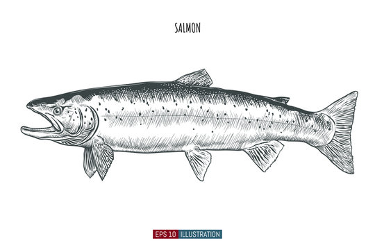 Hand drawn salmon fish isolated. Engraved style vector illustration. Template for your design works.