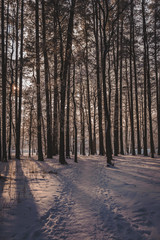 Sunset in the wood between the trees strains in winter period. Frozen park in winter under snow. Latvia. Baltic.