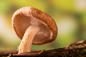 Shiitake mushroom growing on tree