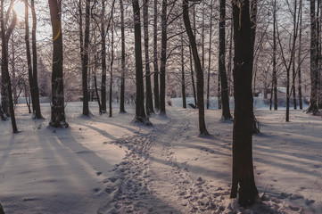 Snow covered path through park. Frozen park in winter under snow. Latvia. Baltic.