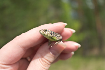 Obraz premium Little european lizard in female hand. Lacerta agilis