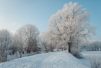Winter trees covered with frost. Snow covered winding path hides behind the white trees. Latvia. Baltic.