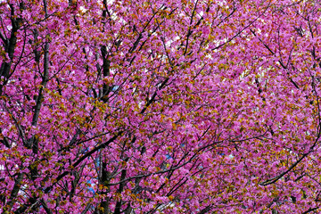 Very dense cherry blossoms on trees in Toronto park