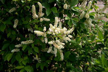 Белая кисть